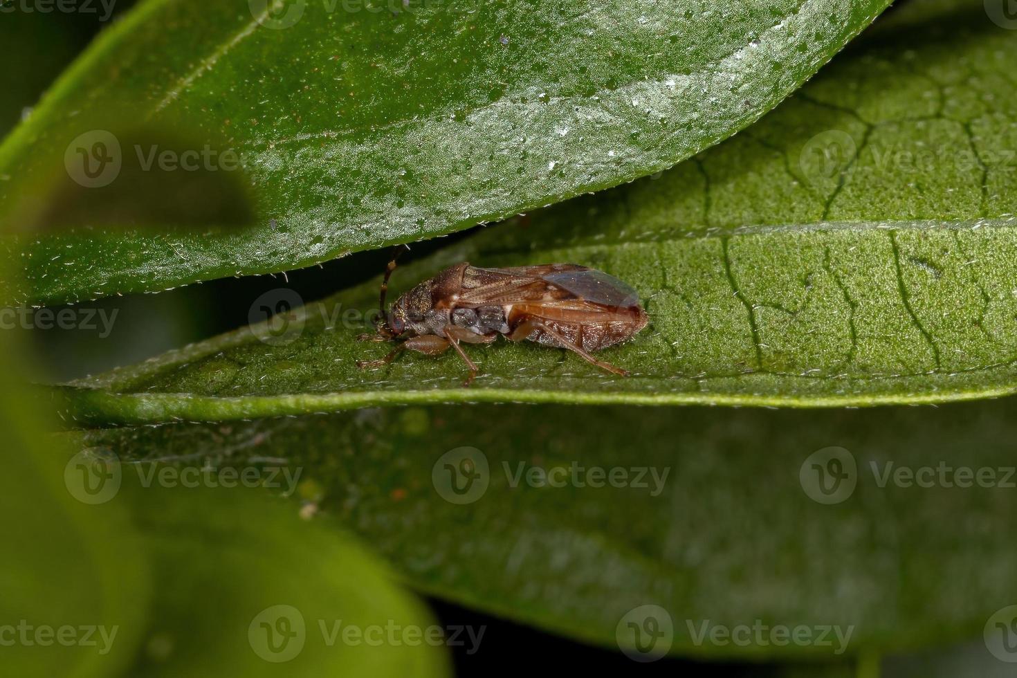 erwachsener Pentatomomorph-Bug foto