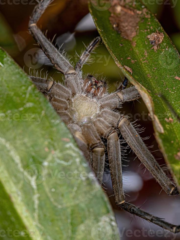 weibliche erwachsene Trechaleid-Spinne foto