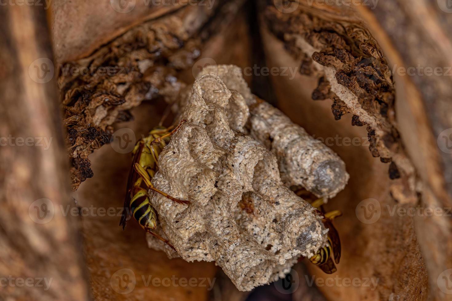 ausgewachsene lang taillierte Papierwespen foto