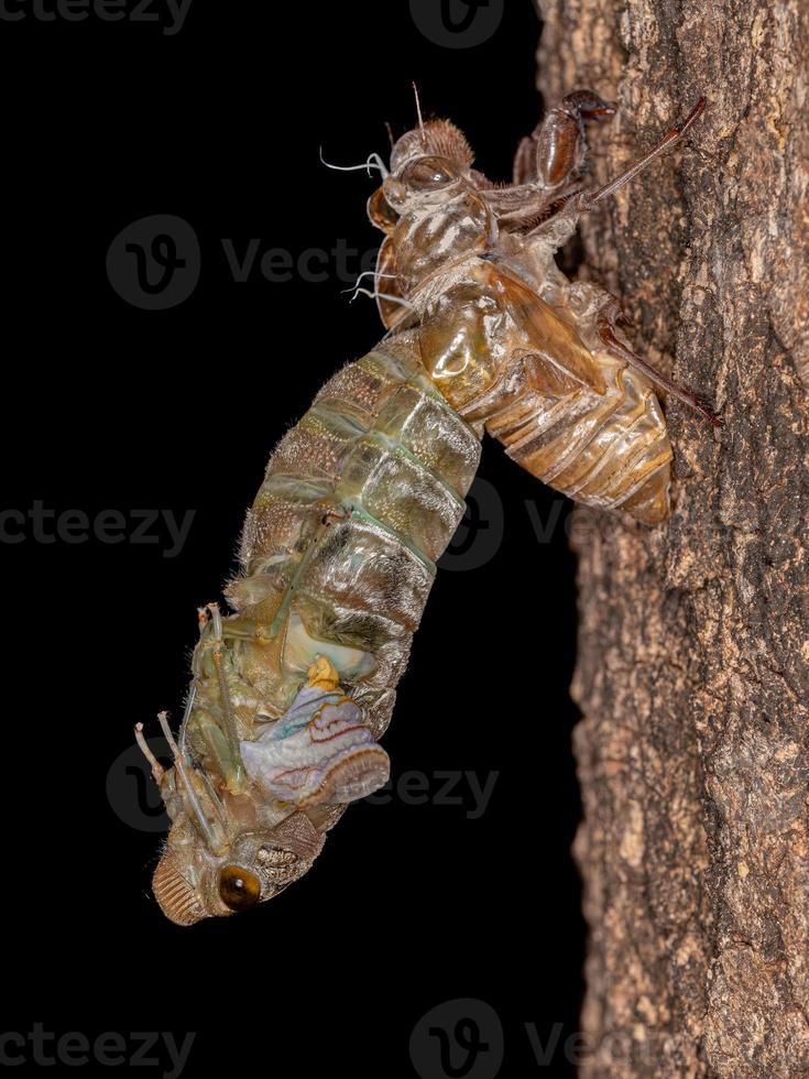 erwachsene Riesenzikade foto