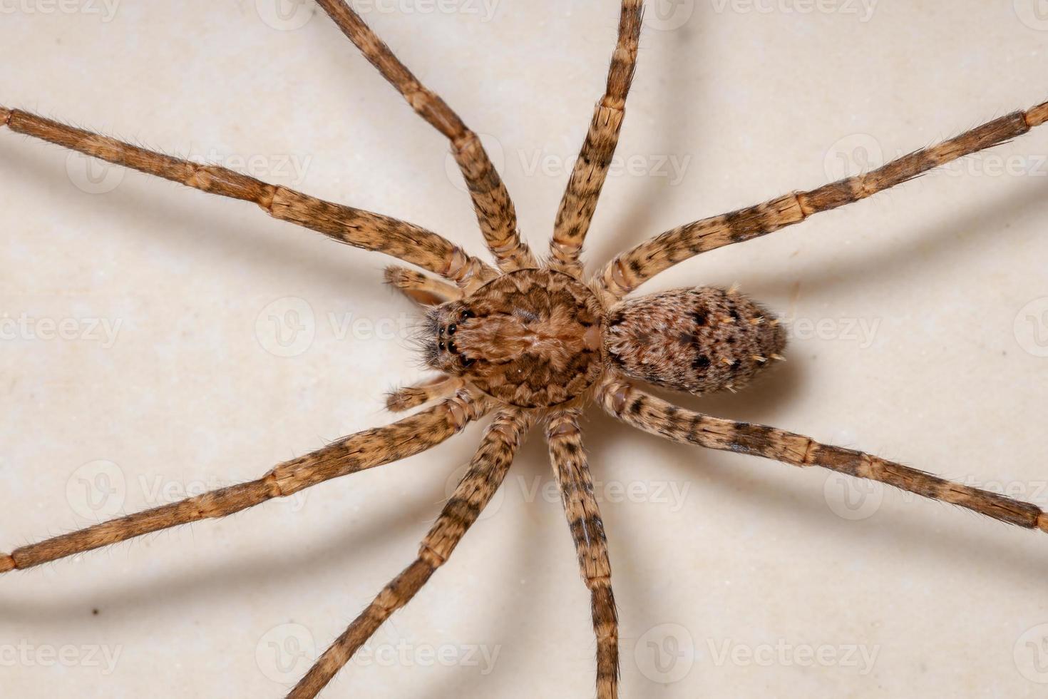 erwachsene weibliche wandernde Spinne foto