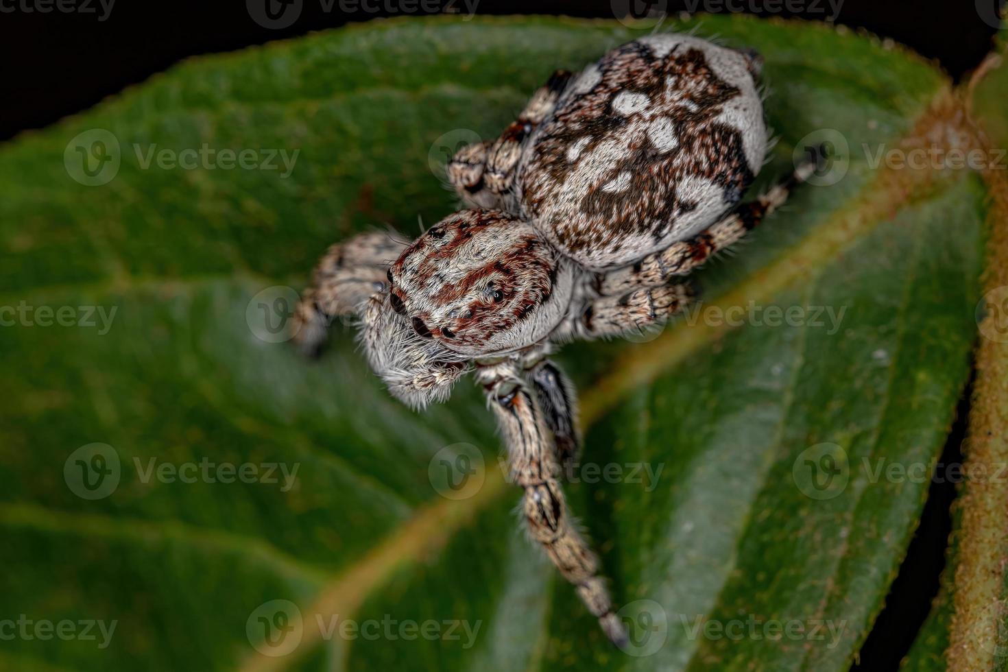 riesige springende spinne foto