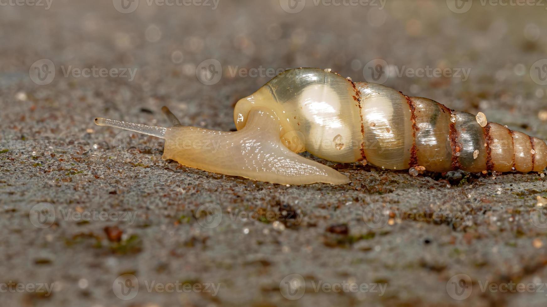 brasilianische Miniatur-Awlsnail foto