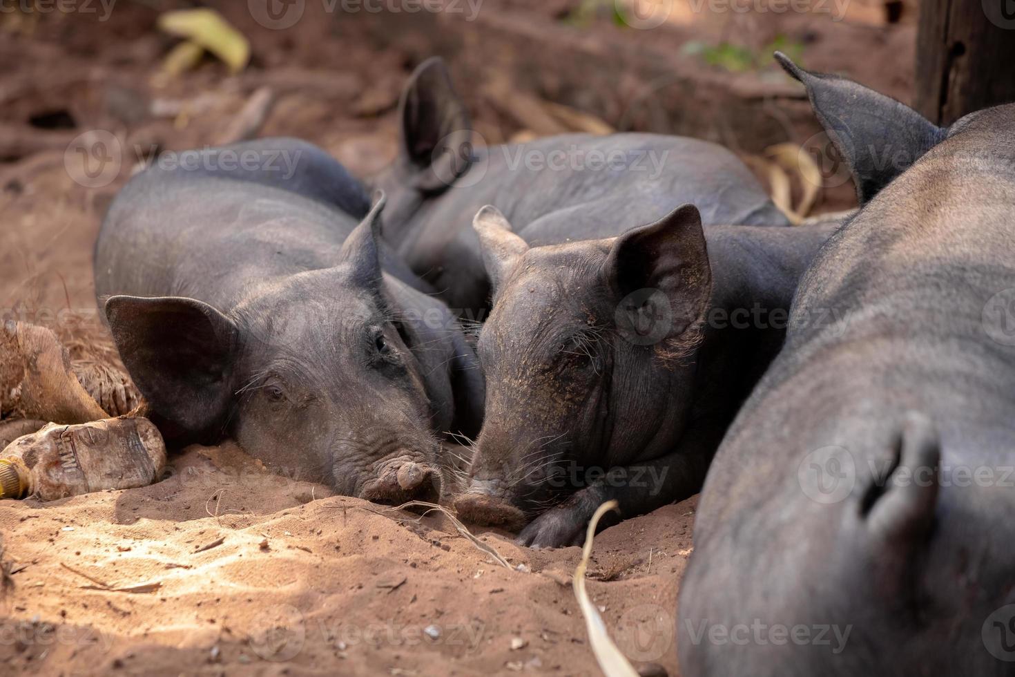 schwarzes Schwein gezüchtet foto