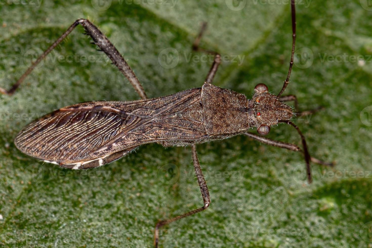 erwachsener breitköpfiger Käfer foto