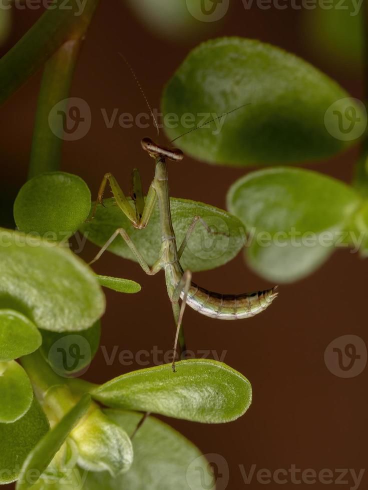 männliche Mantis-Nymphe foto