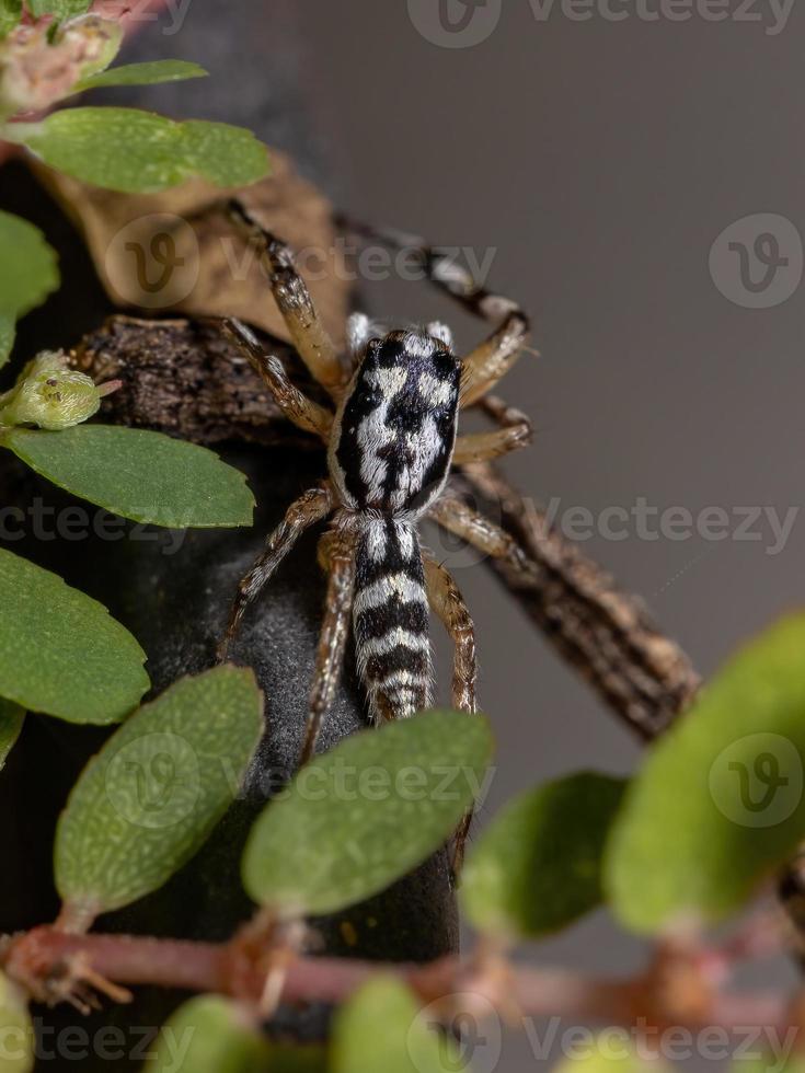 kleine springende Spinne foto