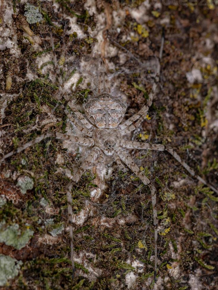 erwachsene Langspinnerspinne foto