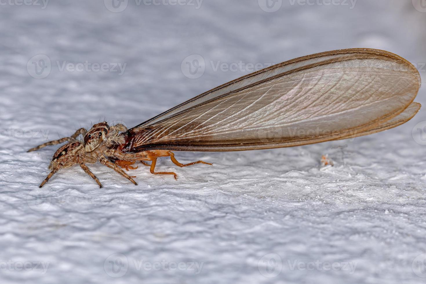 kleine pantropische Springspinne foto