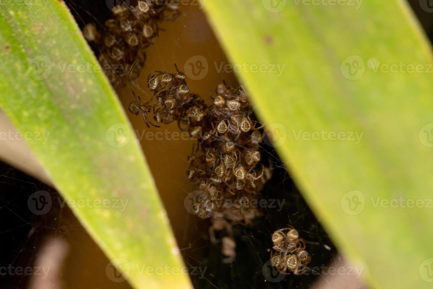 Silbergarten Orbweaver Küken foto