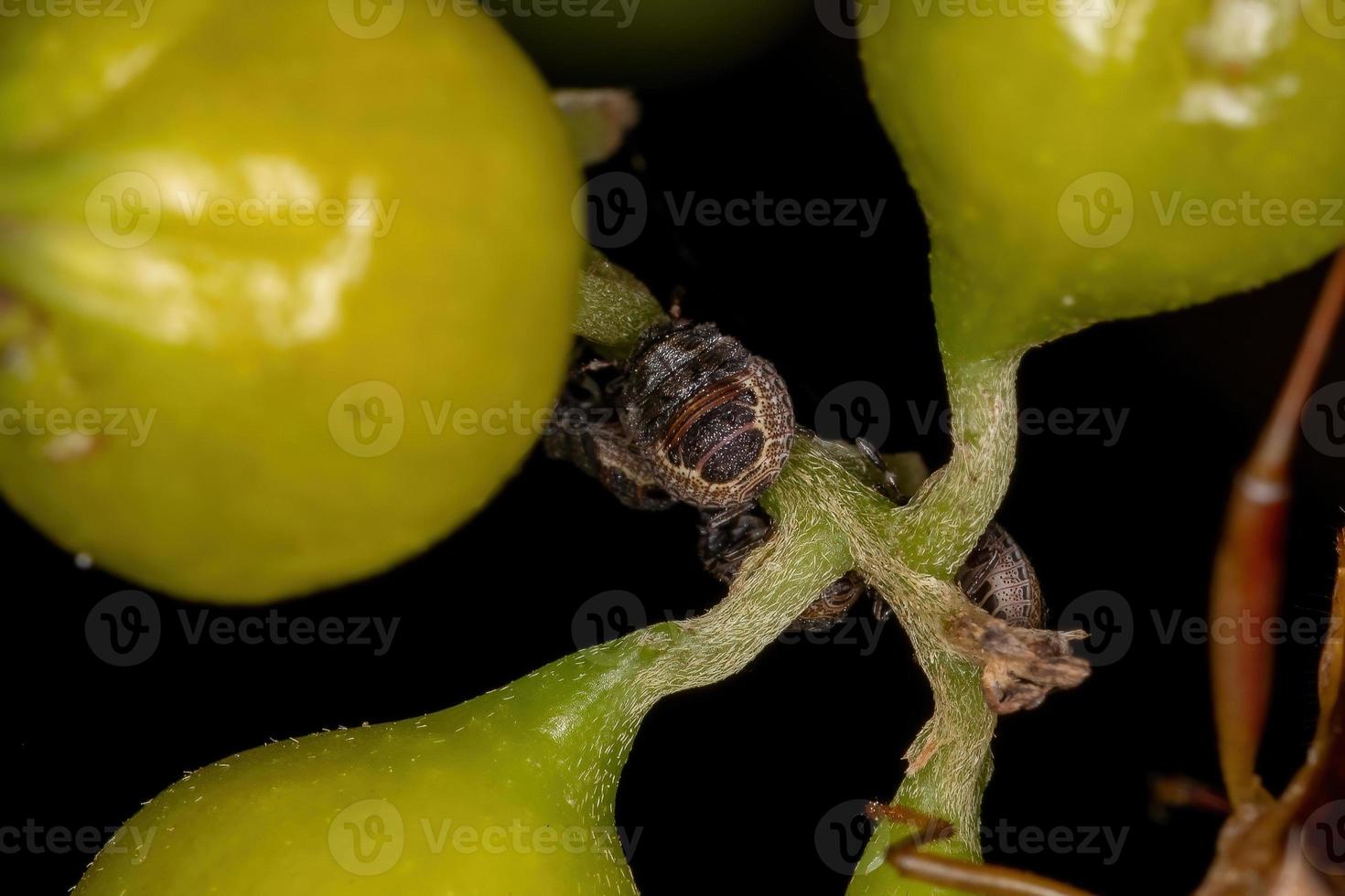 Juwel Käfer Nymphe foto