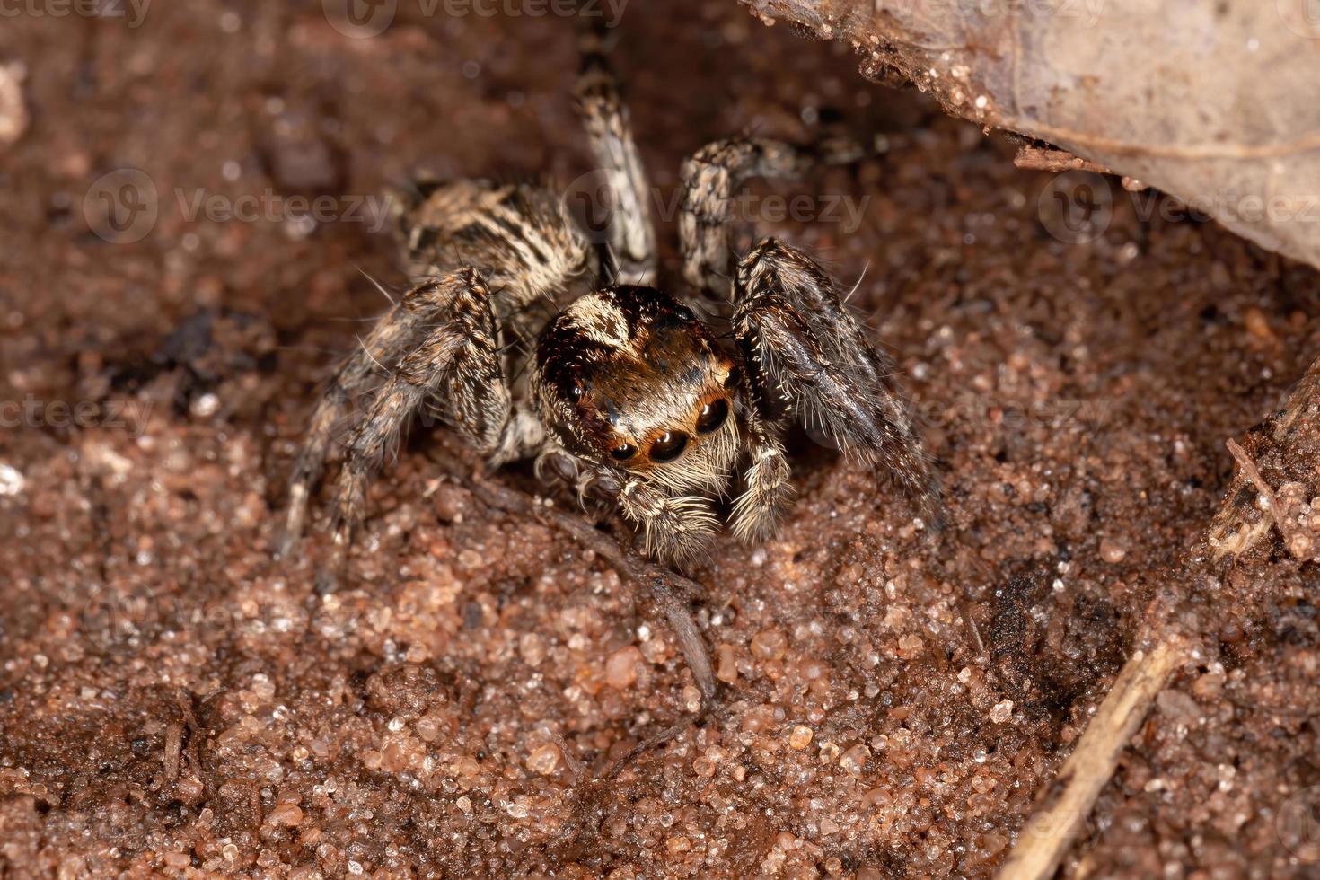 pantropische Springspinne foto