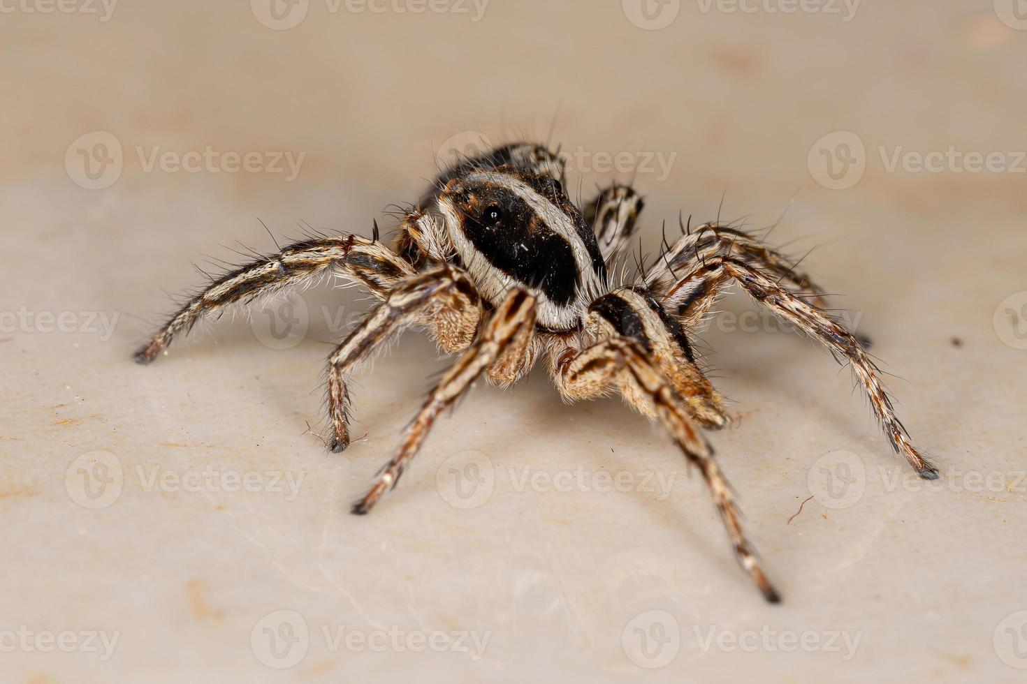 pantropische Springspinne foto