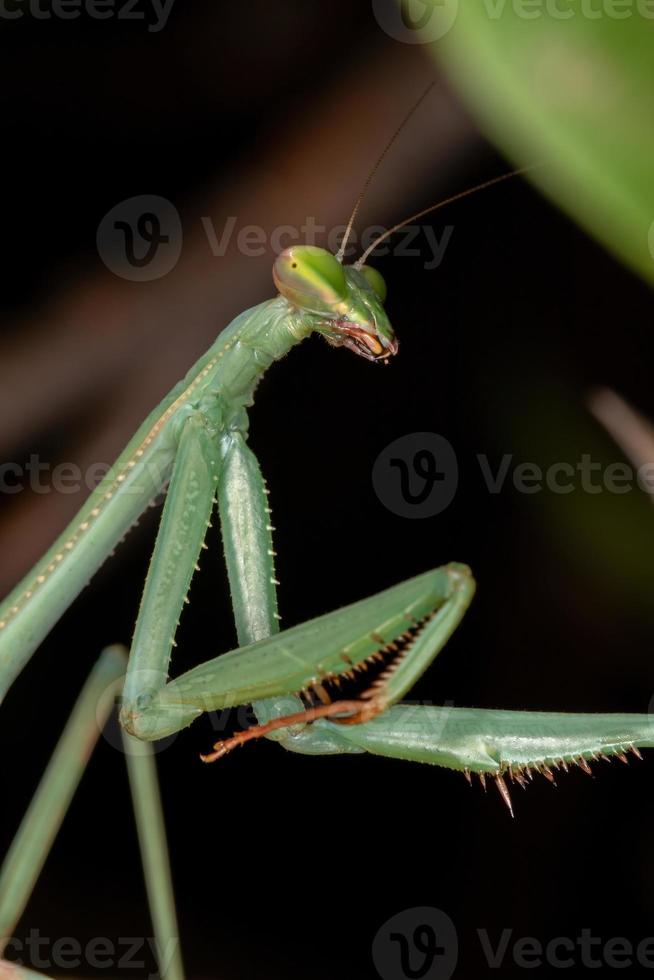 Grüne Mantis subadult foto