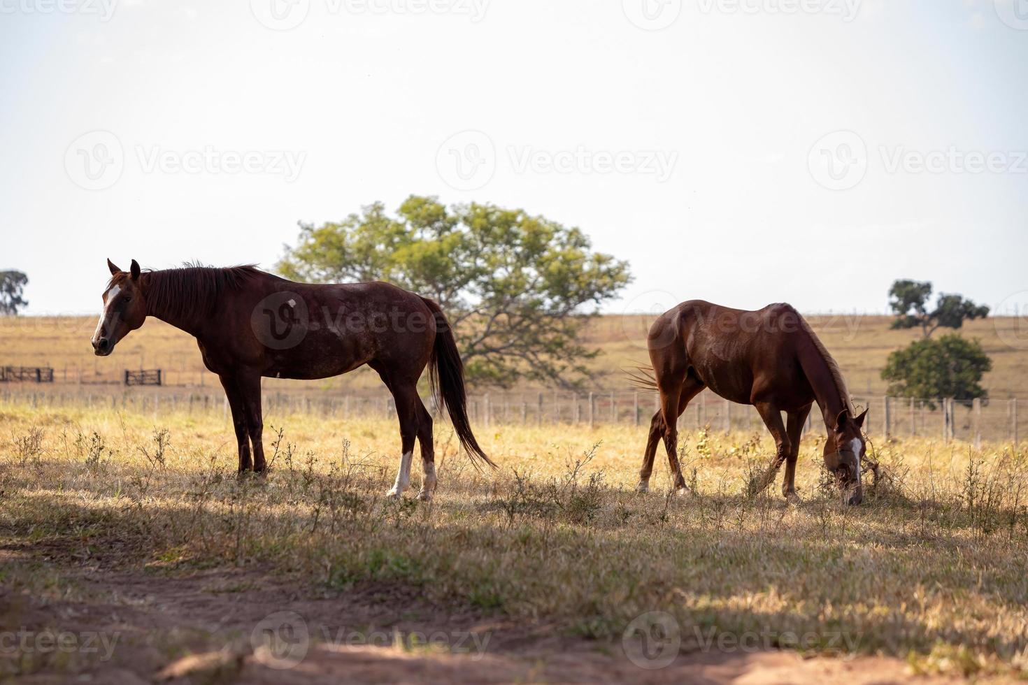 Pferd ruht auf einer Weide foto
