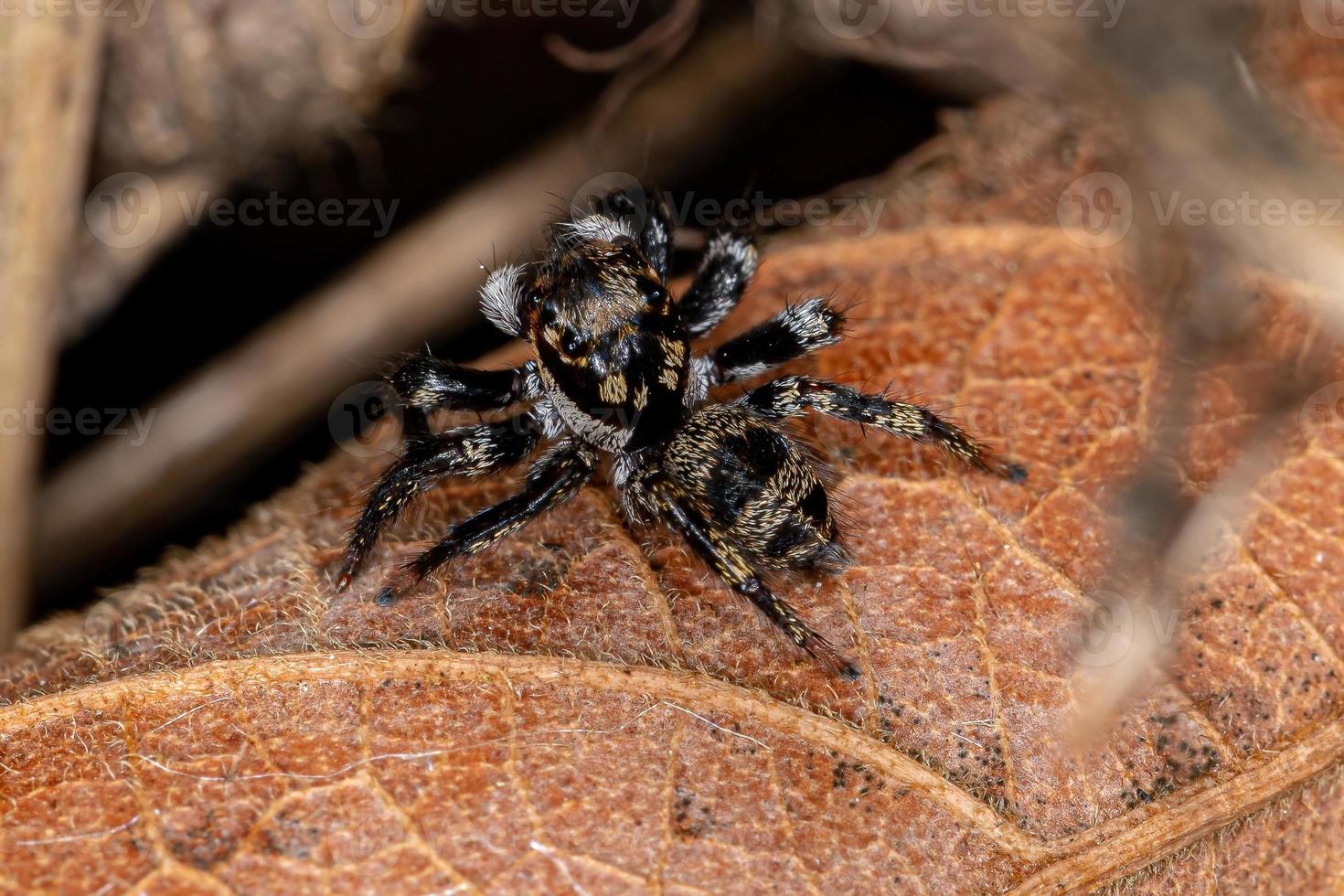 kleine springende Spinne foto