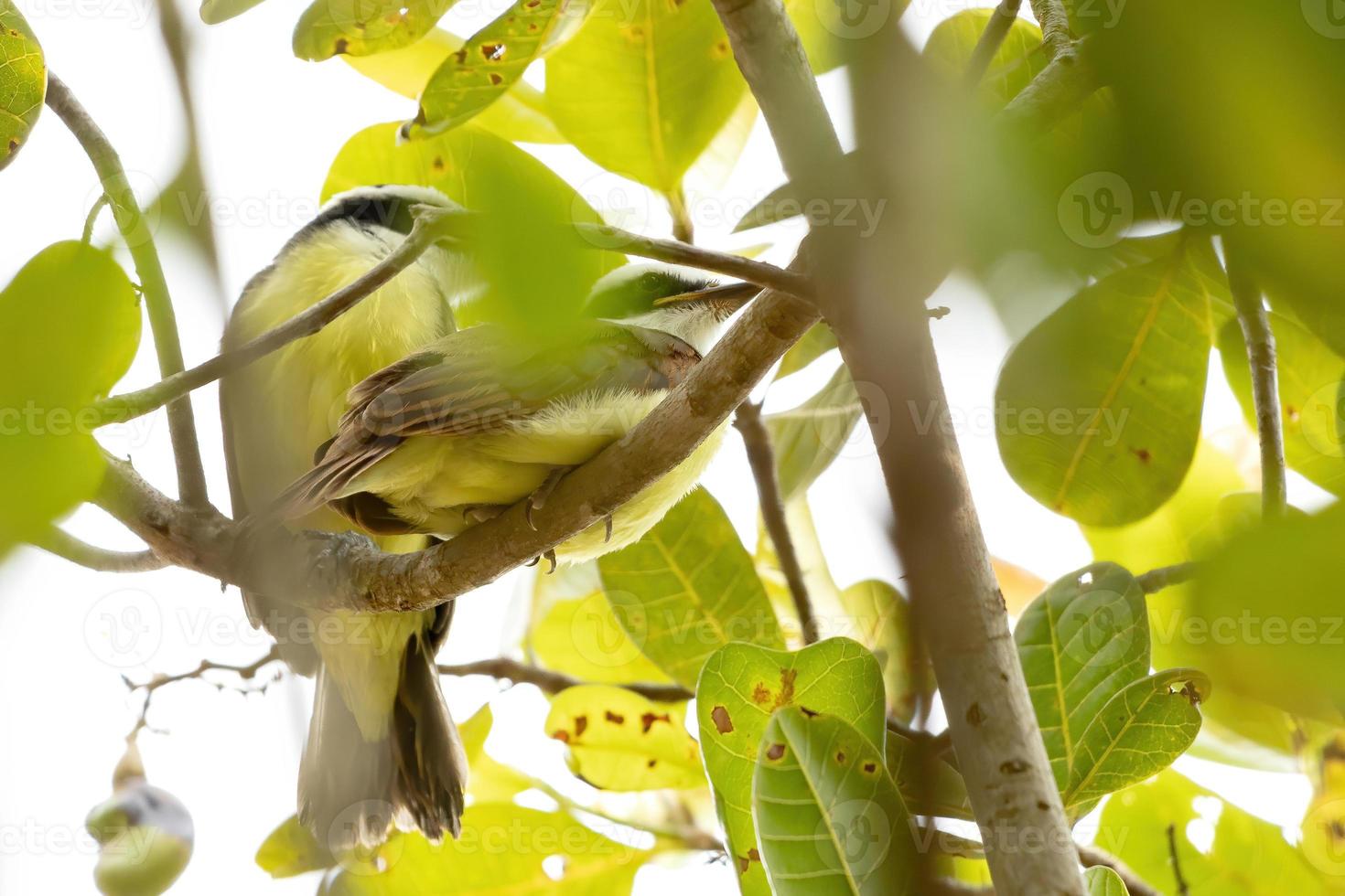 erwachsener toller kiskadee foto