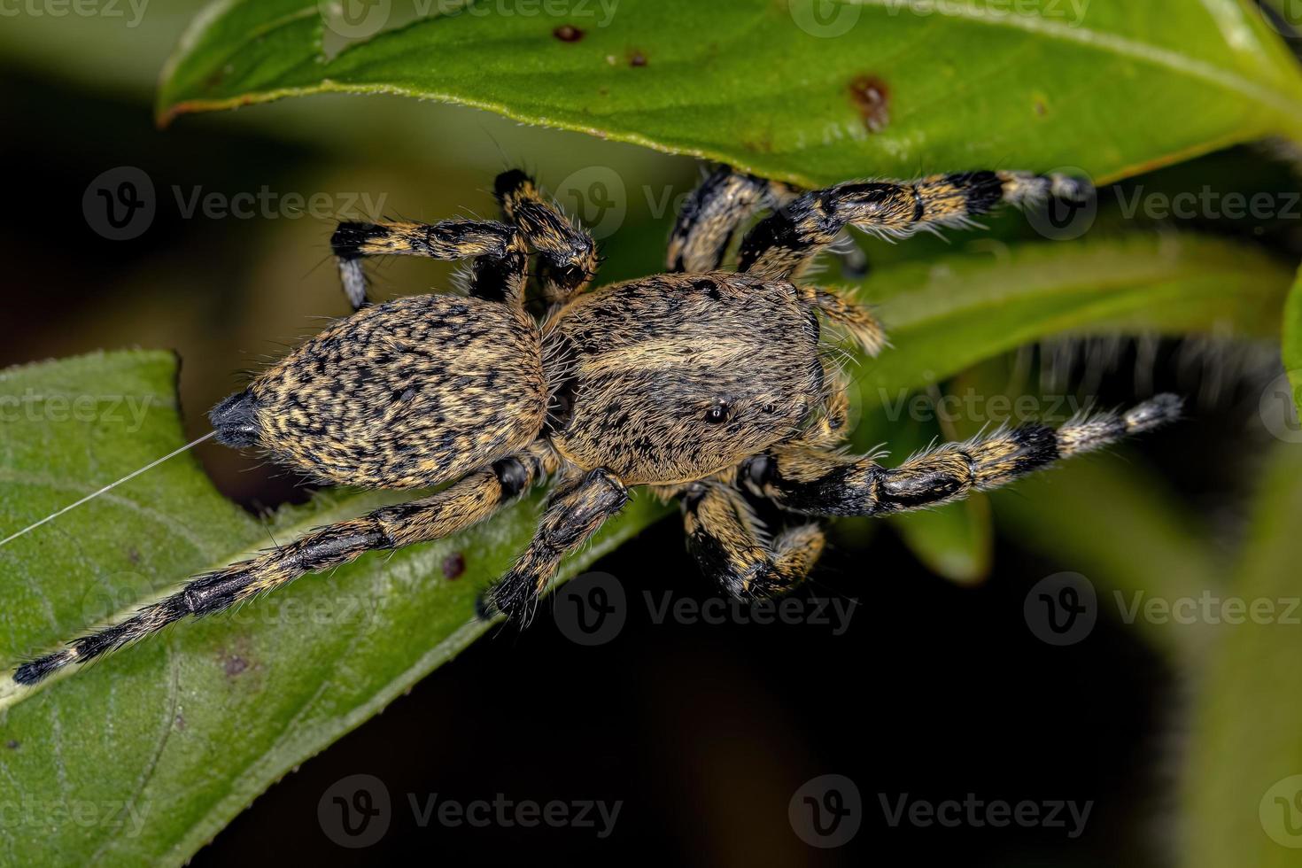 erwachsene weibliche gelbe Springspinne foto