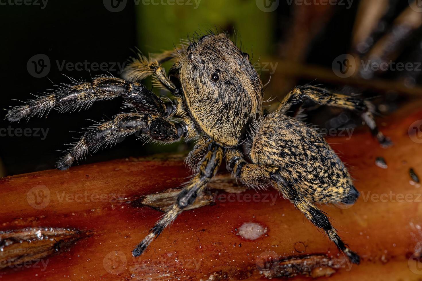 erwachsene weibliche gelbe Springspinne foto