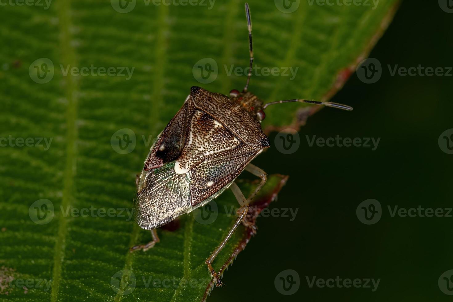 Erwachsene stinken insekten foto