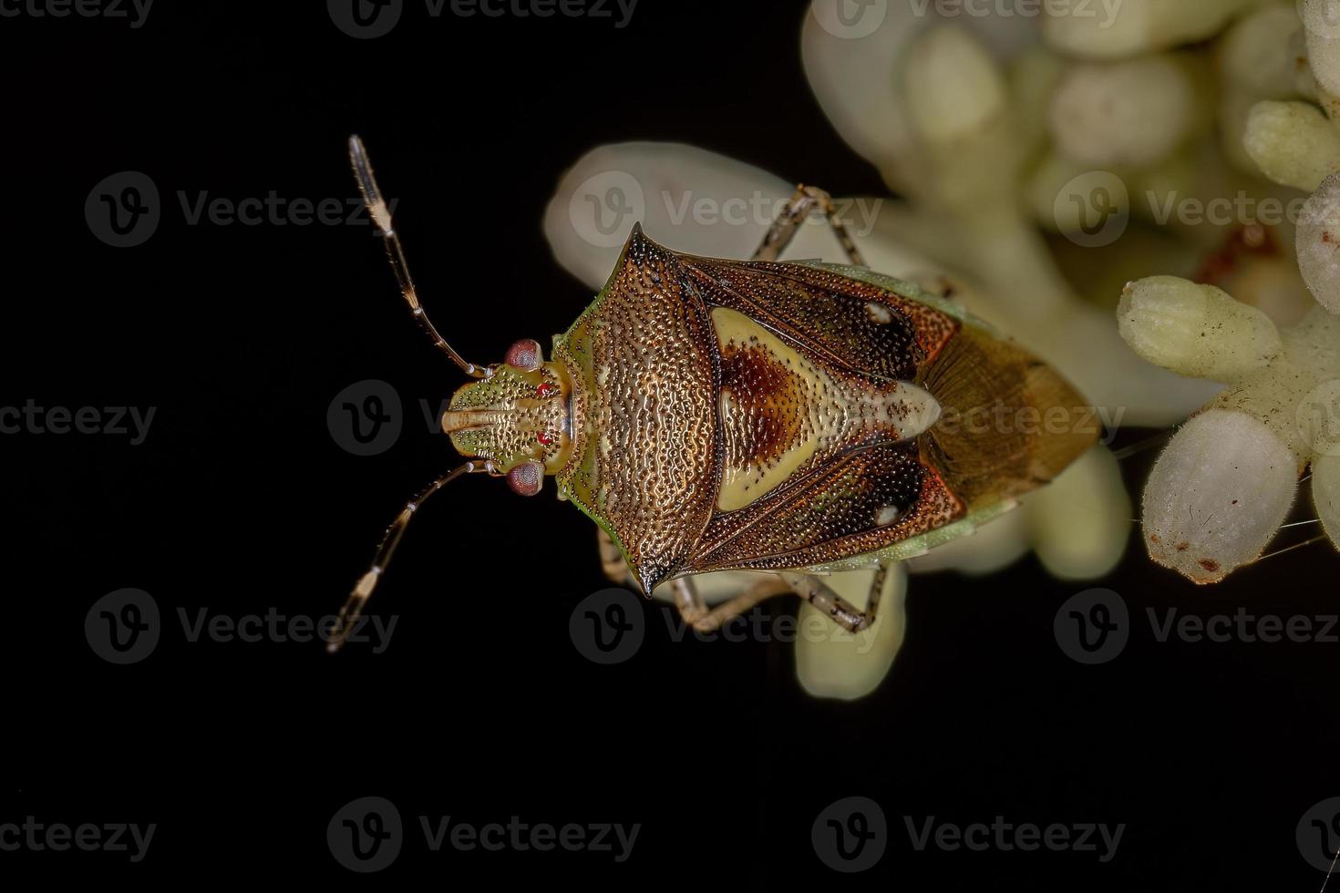 Erwachsene stinken insekten foto