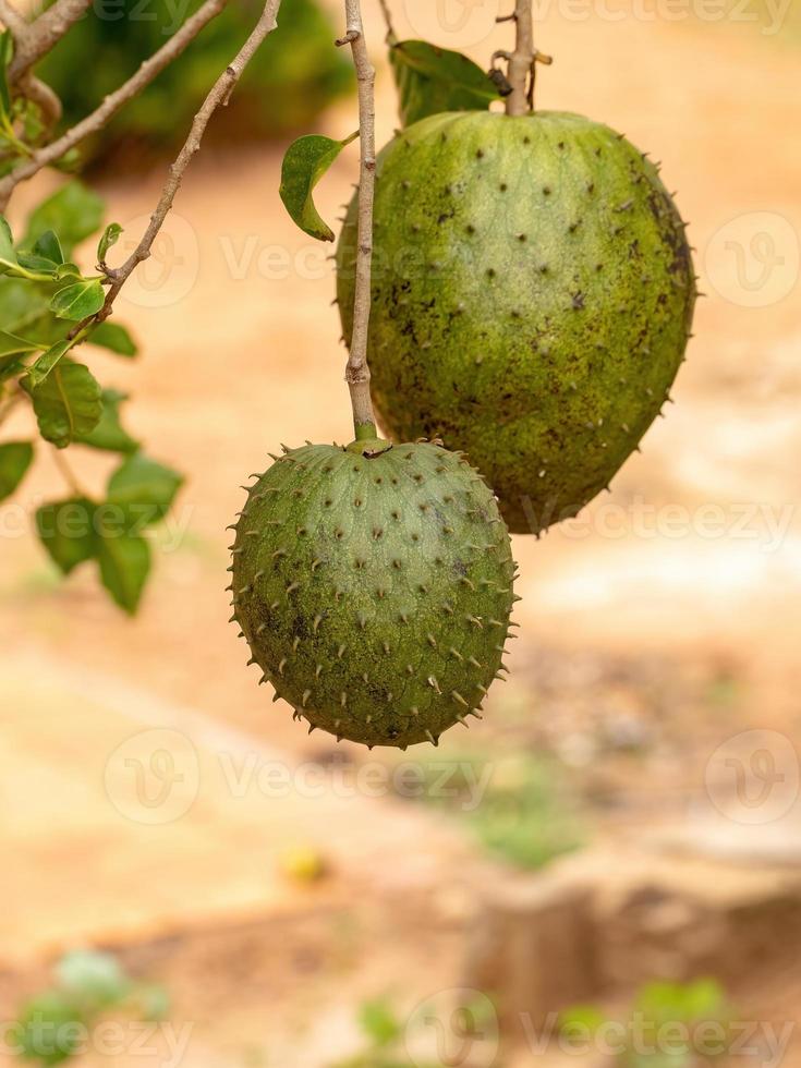 grüne Soursop-Frucht foto