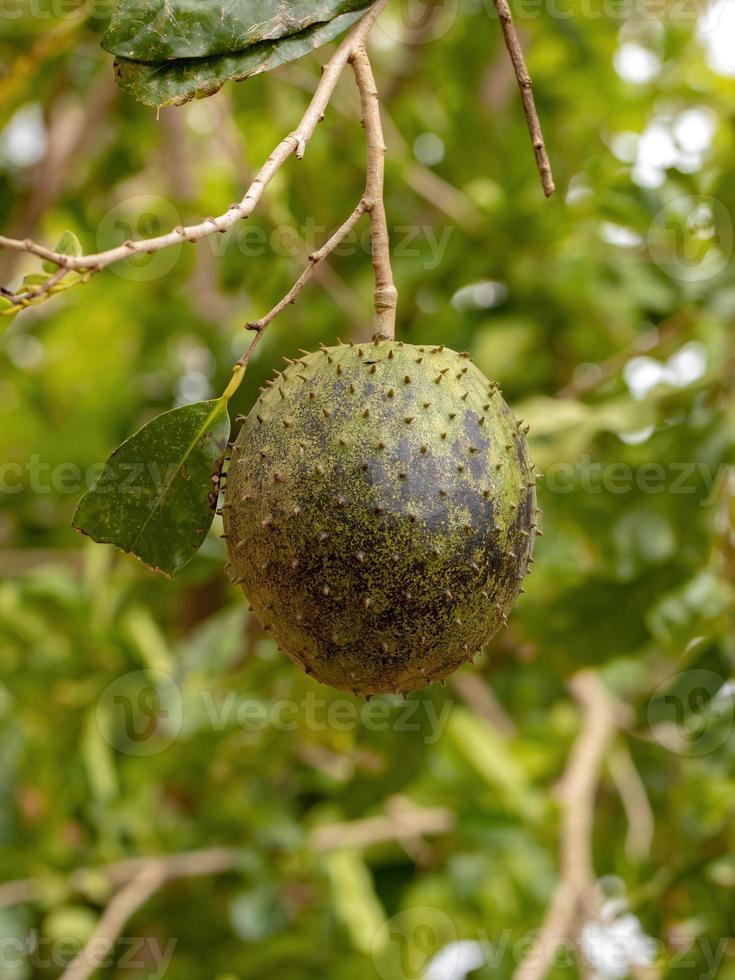 grüne Soursop-Frucht foto