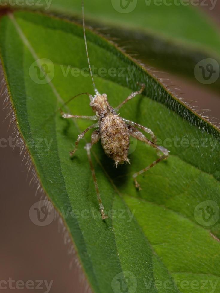 Blatt Katydid Nymphe foto