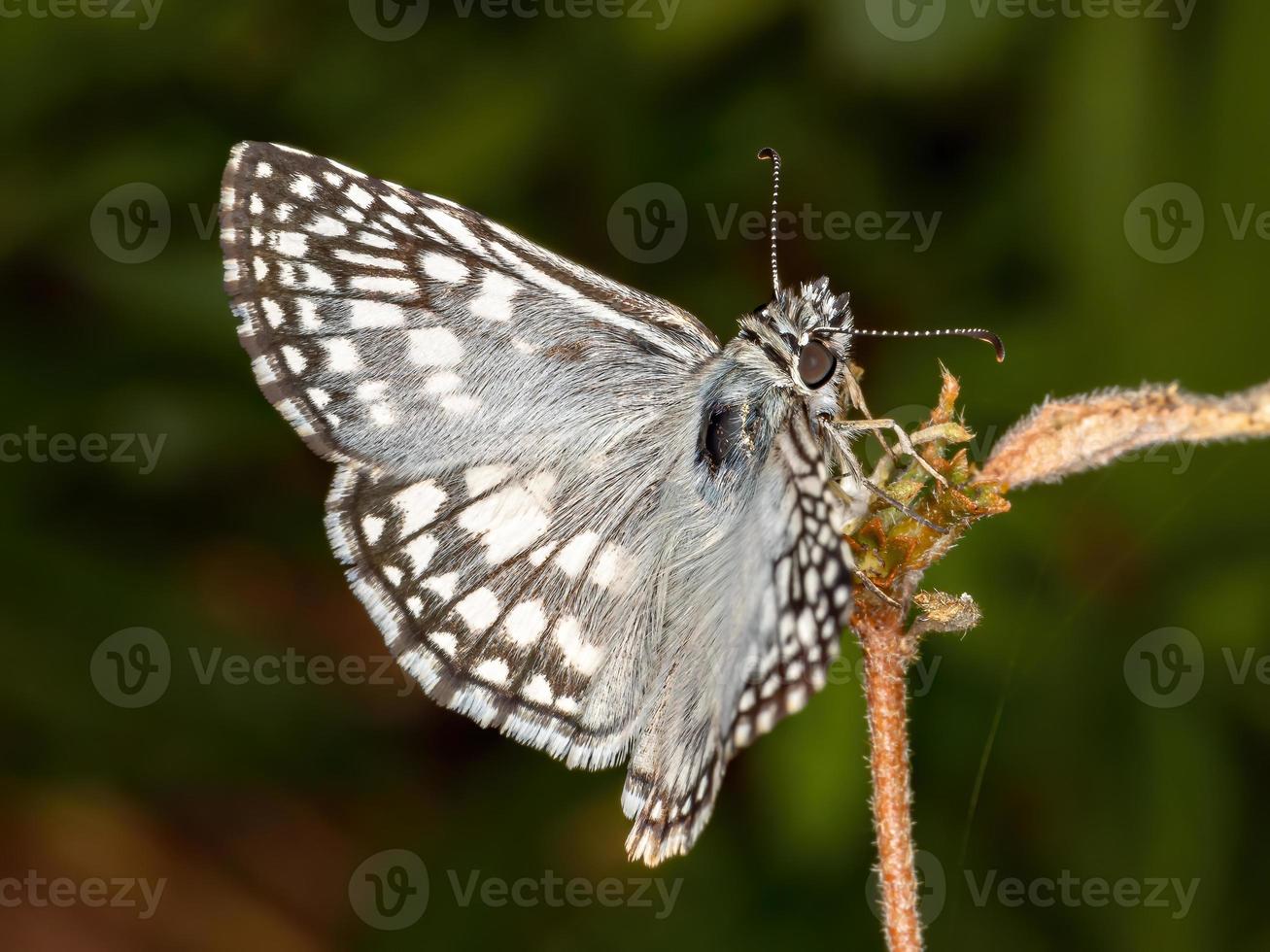 brasilianischer weiß karierter Skipper foto