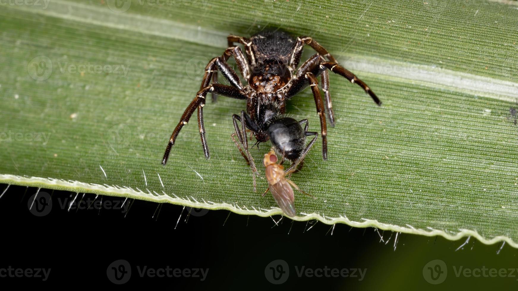 Krabbenspinne jagt eine Ameise foto