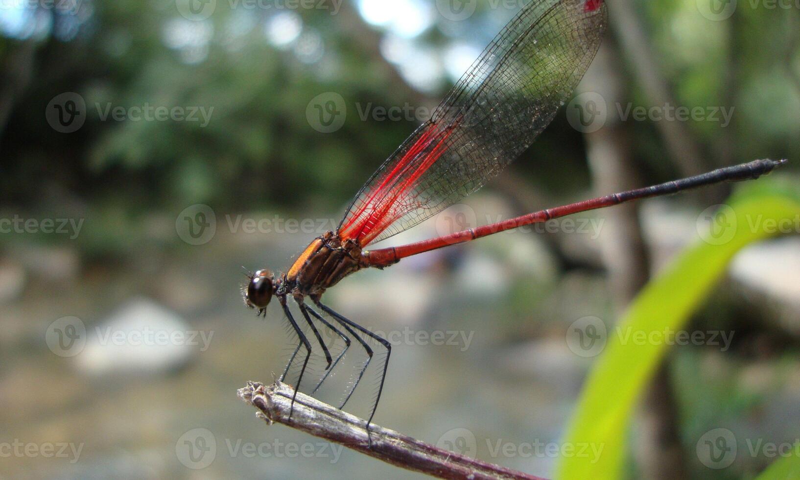 sehr detailliert Makro Foto von ein Libelle. Makro Schuss, zeigen Einzelheiten von das Libelle Augen und Flügel. schön Libelle im natürlich Lebensraum