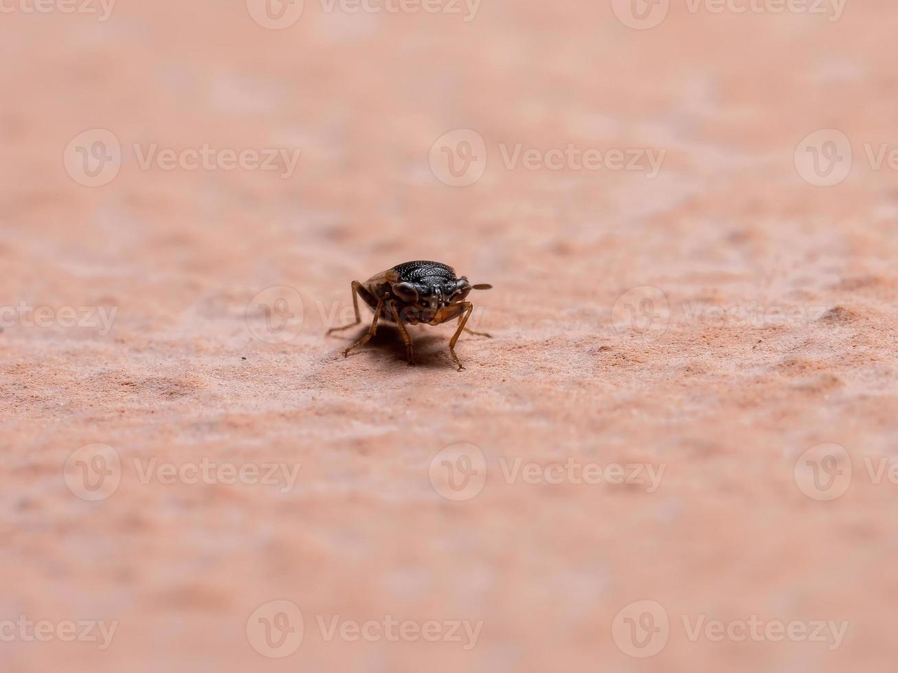 erwachsener großäugiger Käfer foto