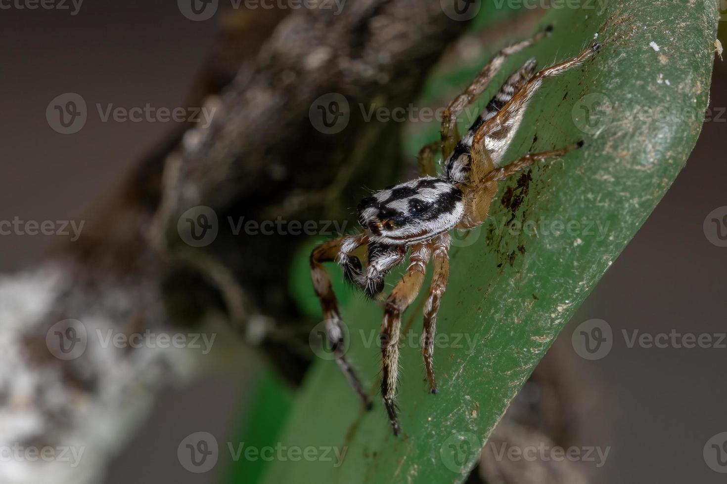 kleine springende Spinne foto