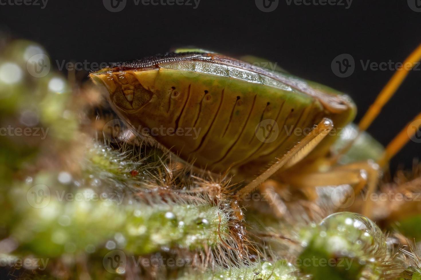 Erwachsene stinken insekten foto