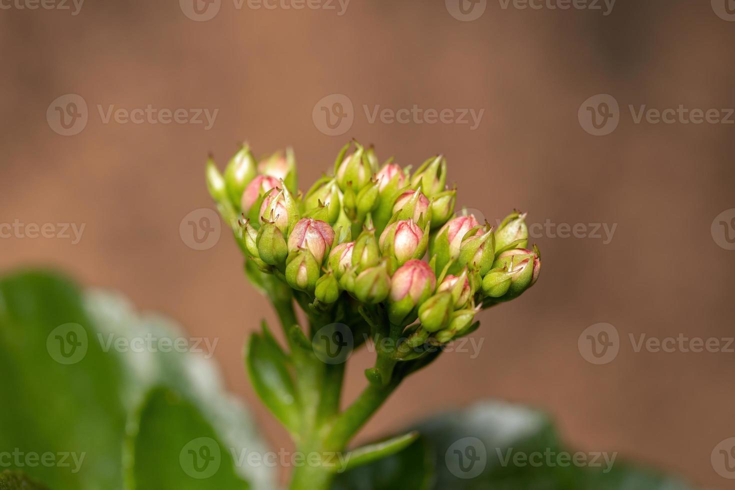 flammende katy rote blume foto