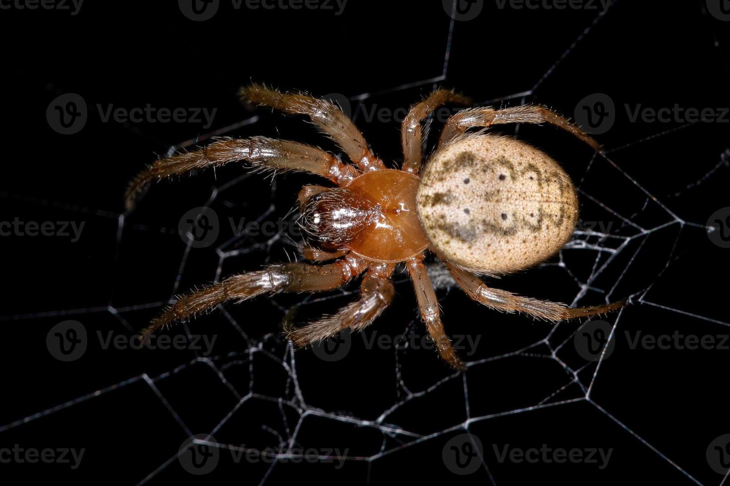 erwachsener klassischer orbweaver foto