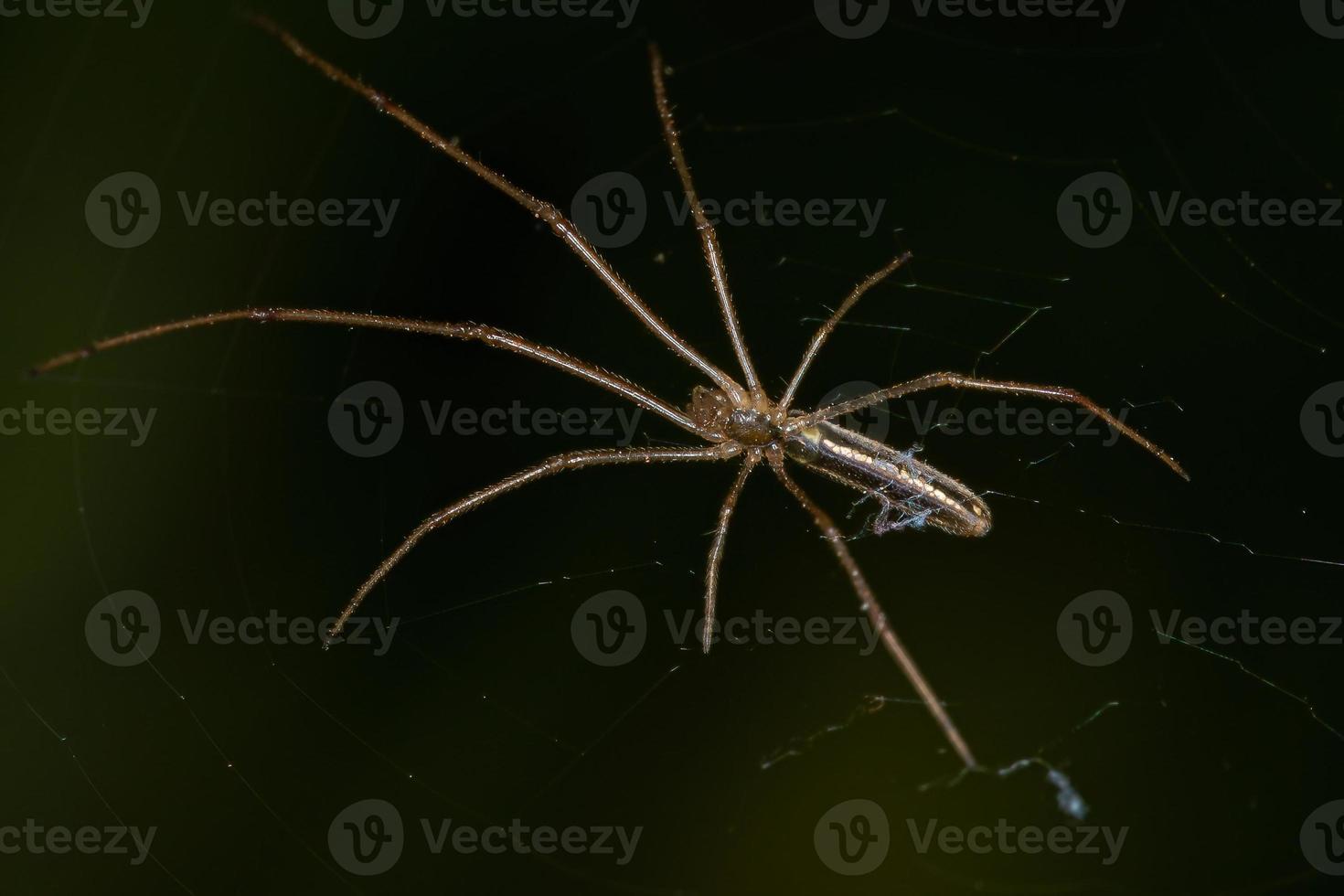 Orbweaver-Spinne mit langem Kiefer foto