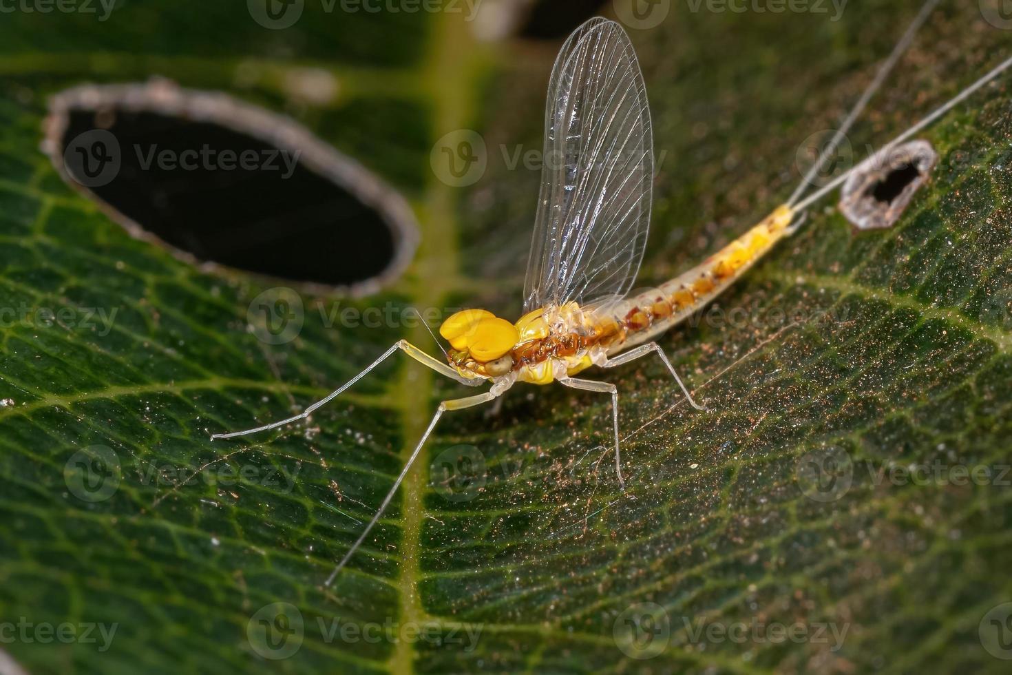 erwachsene männliche kleine Eintagsfliege foto