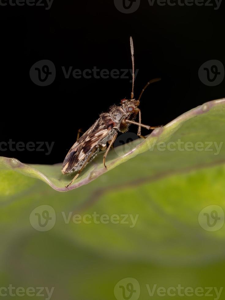 schmutzfarbener Samenkäfer foto