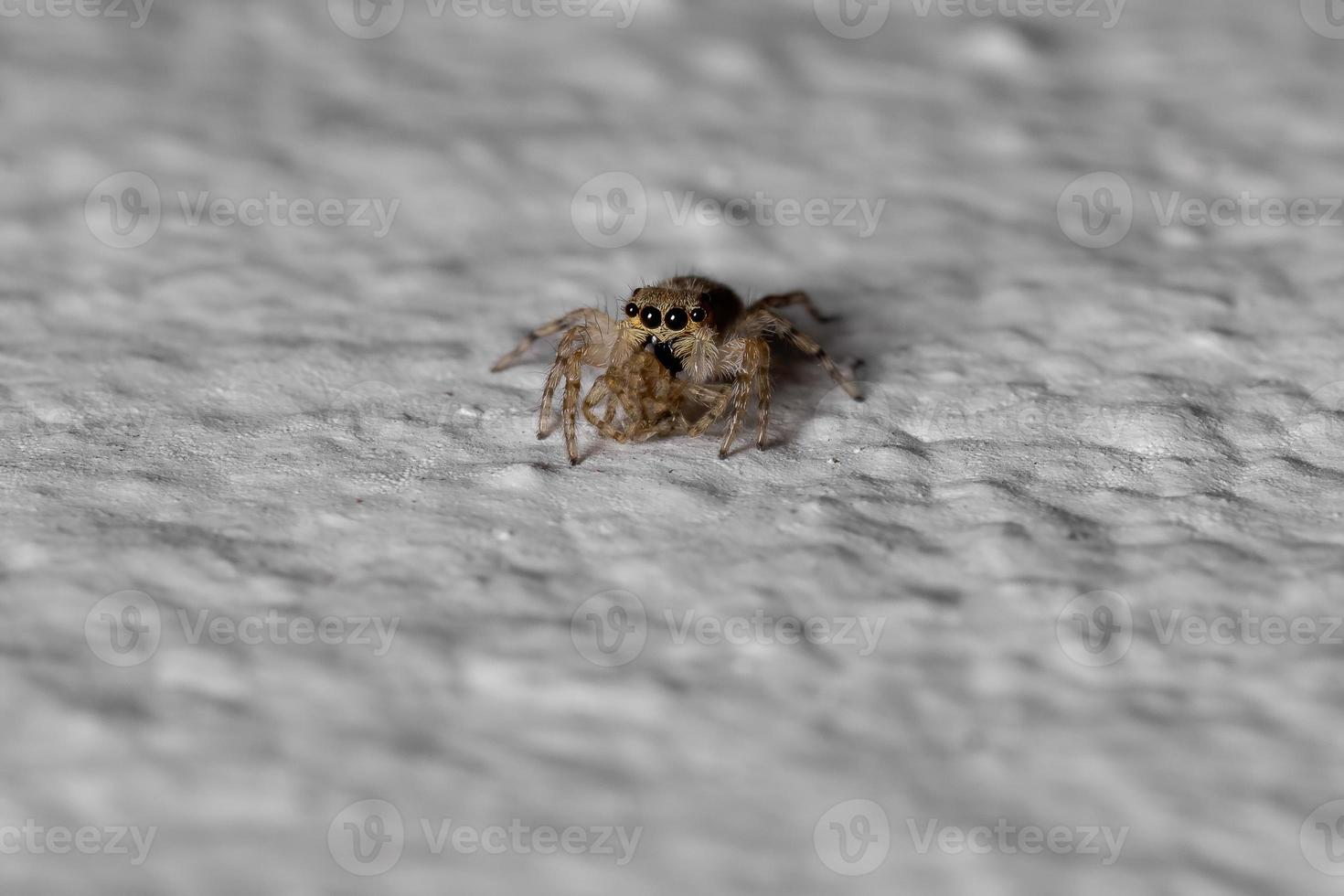 graue Wand springende Spinne foto