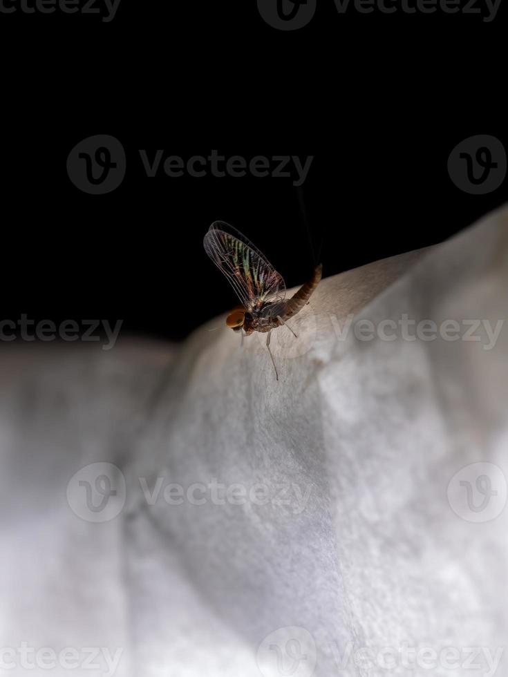 männliche kleine Eintagsfliege foto