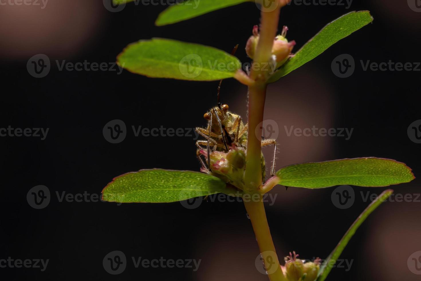 erwachsener geruchloser Pflanzenkäfer foto