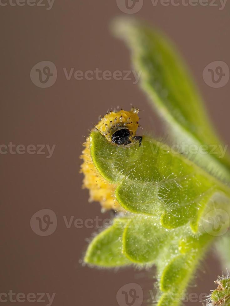 Flohkäferlarven foto