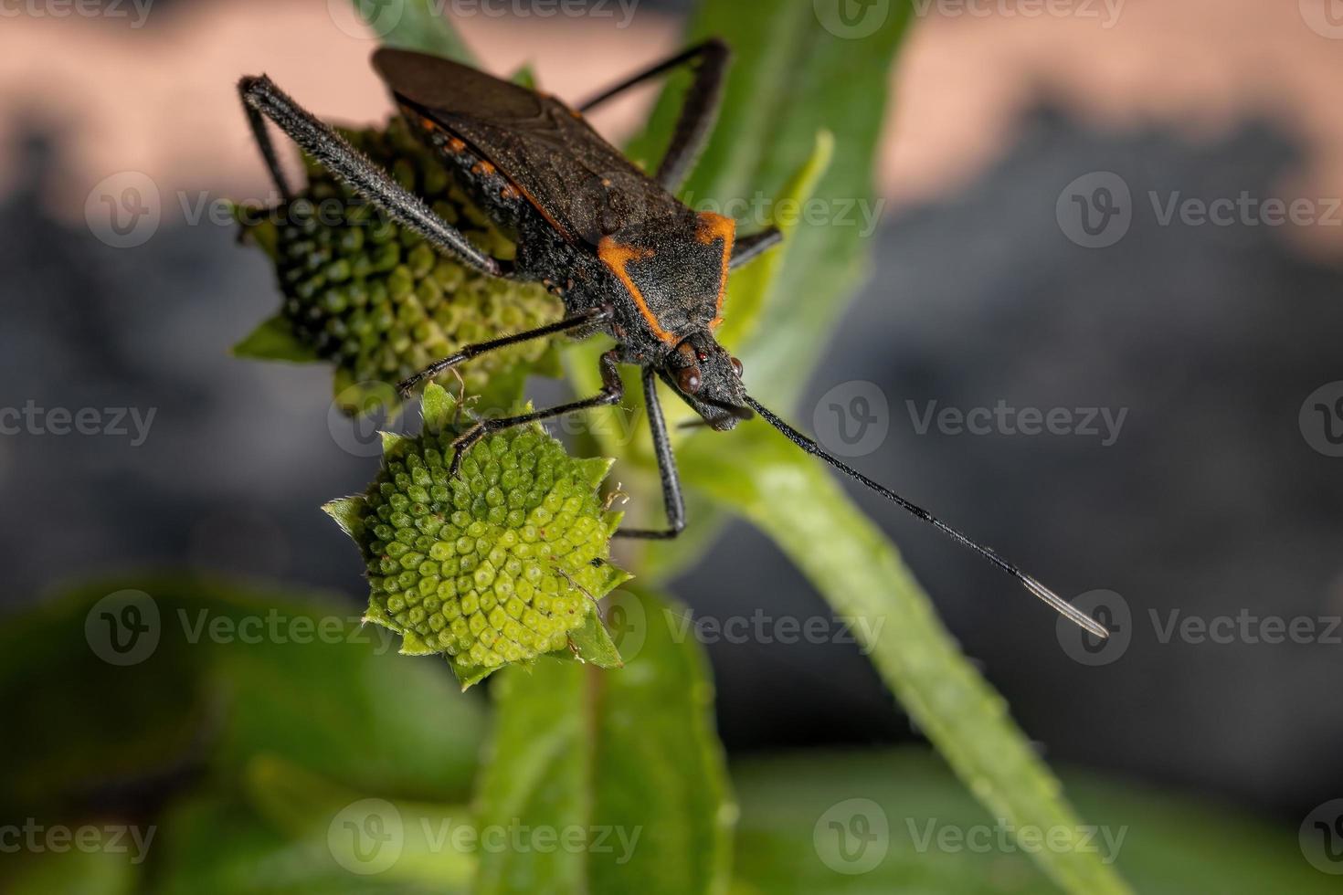 erwachsener Blattfußkäfer foto