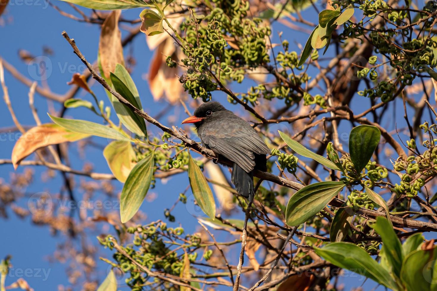 ausgewachsener Schwarzstirn-Nonnenvogel foto