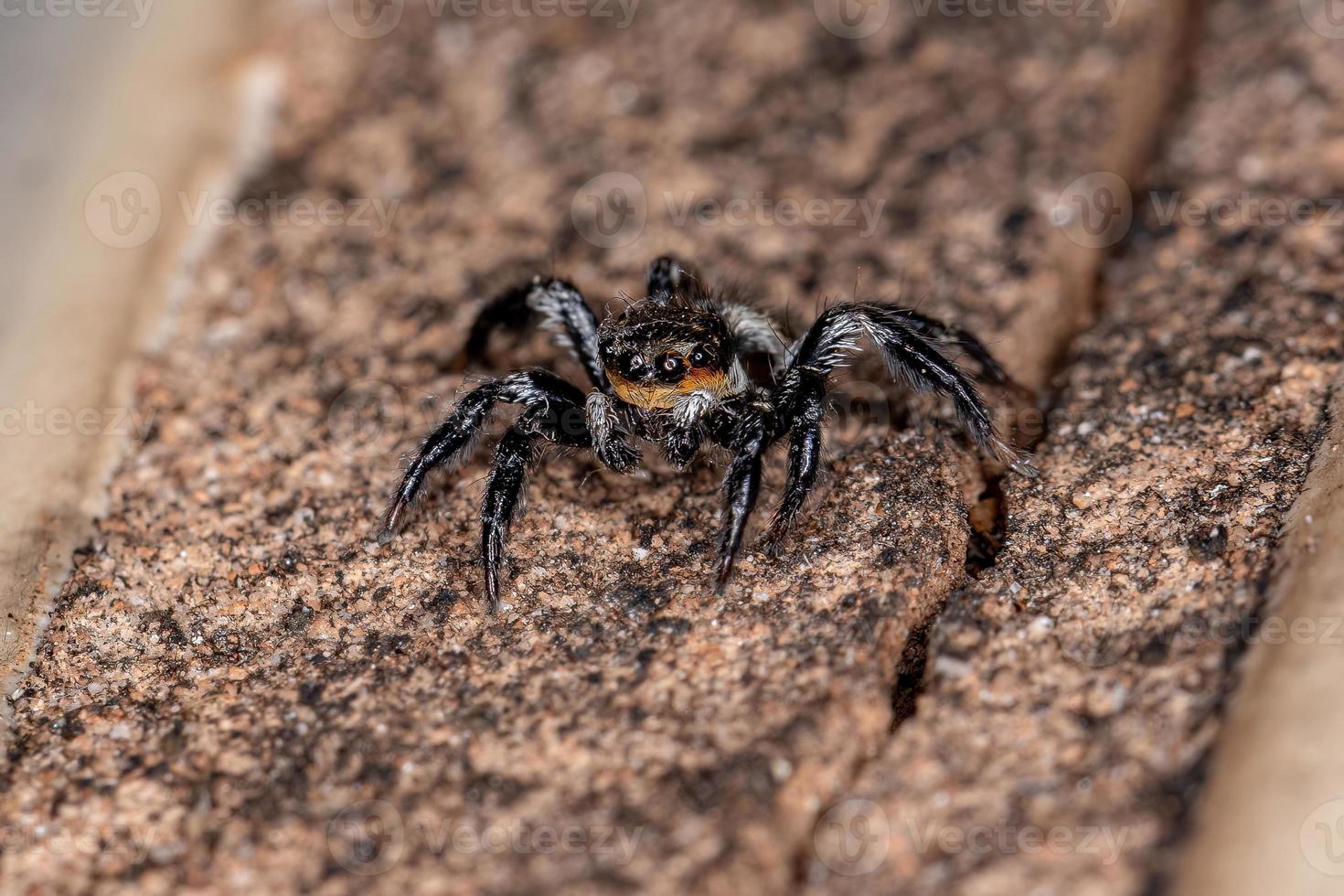 kleine männliche Springspinne foto