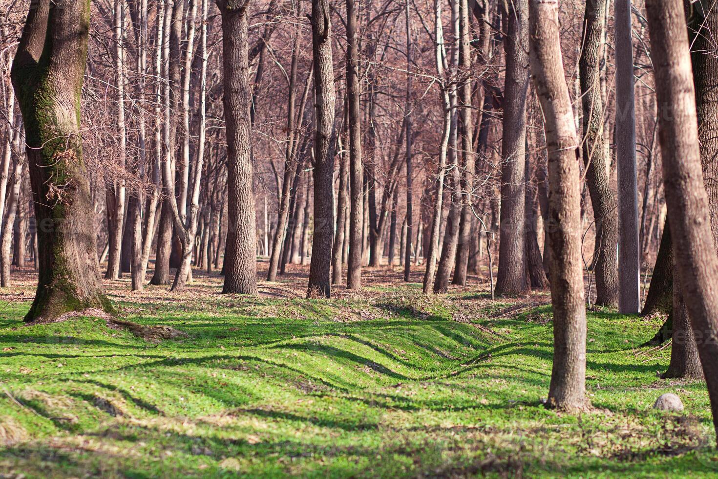 nackt Bäume auf Grün Clearing im Wald oder Park im Frühling oder Herbst. Natur foto