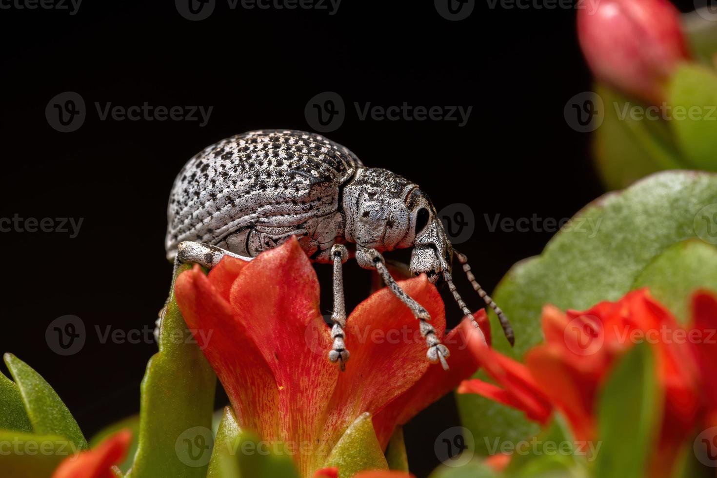 breitnasiger Rüsselkäfer auf roter Blüte foto