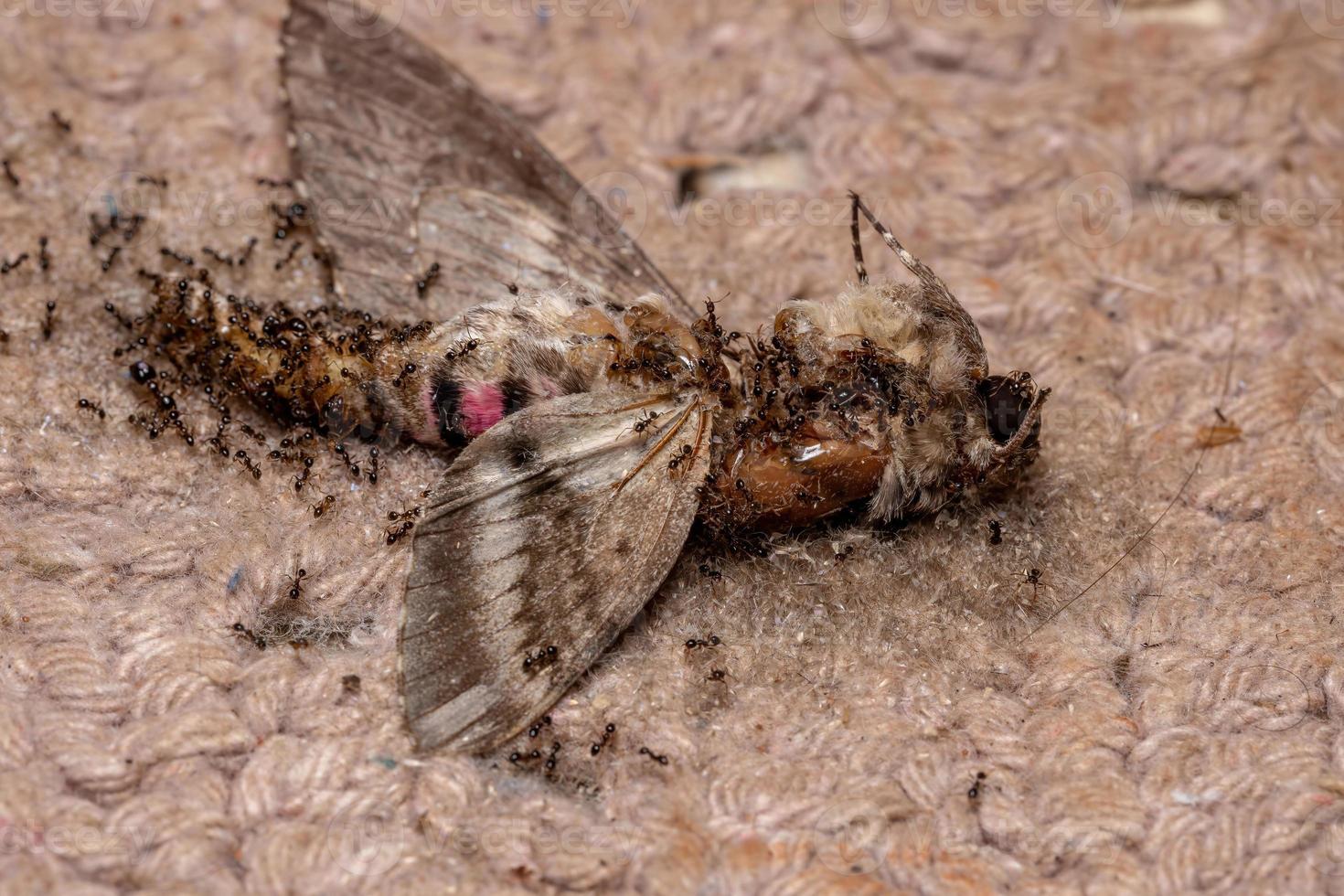 Großköpfige Ameisen, die eine tote rosa-gefleckte Habichtsmotte fressen foto
