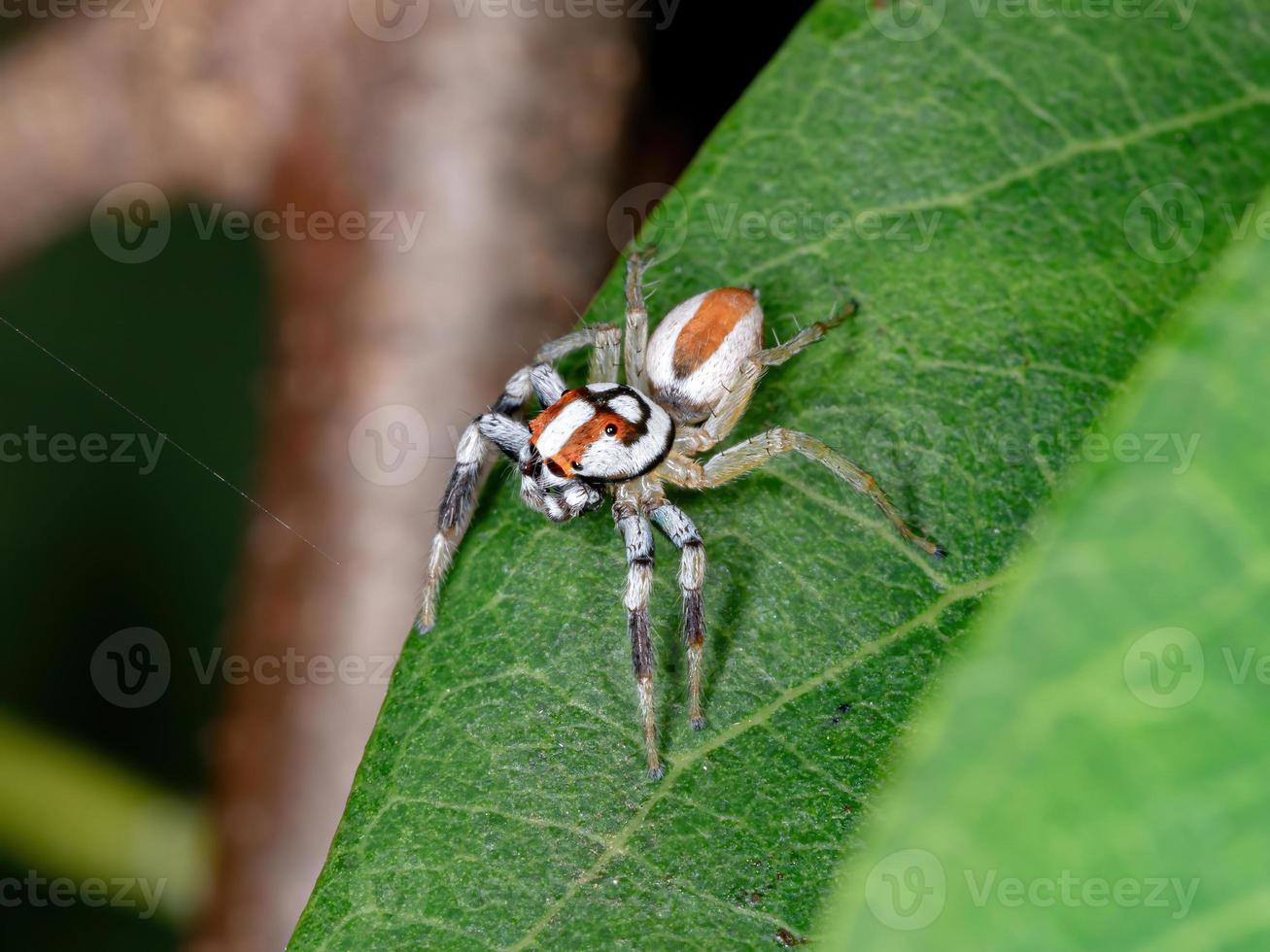 erwachsene Springspinne foto